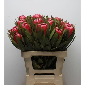 PROTEA BRENDA