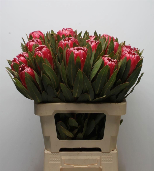 <h4>PROTEA BRENDA</h4>