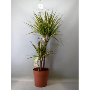 Dracaena marg. 'Sunray'
