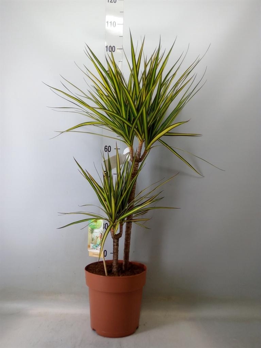 <h4>Dracaena marg. 'Sunray'</h4>