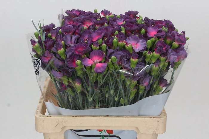 <h4>Dianthus Tr Solandis Calmfly</h4>