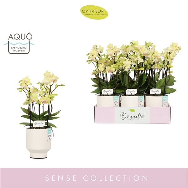 Boquetto Sensation 3-5 spike in Emilia White Aquo