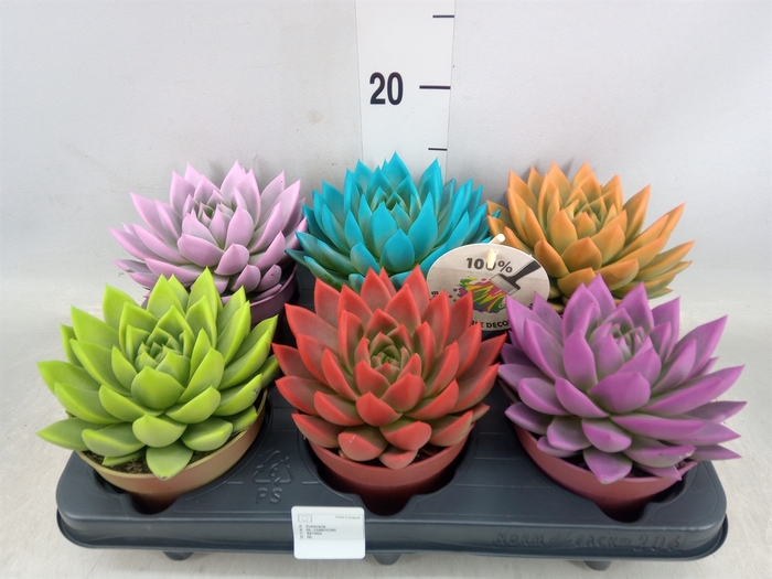 <h4>Echeveria  'Miranda'</h4>