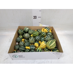 Cucurbita pepo 'Pear Bicolor'