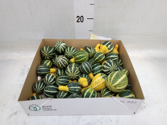 <h4>Cucurbita pepo 'Pear Bicolor'</h4>