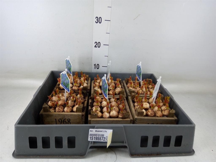 <h4>Arr. Muscari L%</h4>