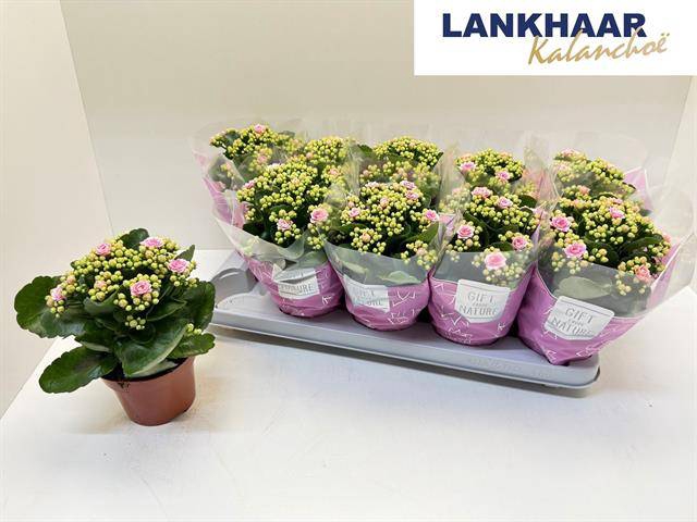 <h4>KAL GE PERFECTA PINK</h4>