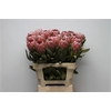 Protea Pink Ice No Leaves