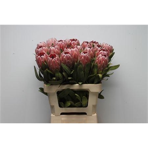 Protea Pink Ice