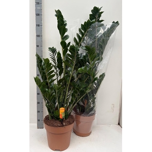 ZAMIO ZAMIIFOLIA