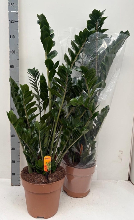 <h4>ZAMIO ZAMIIFOLIA</h4>