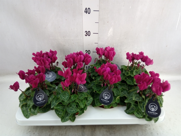 <h4>Cyclamen KL   ...patio</h4>