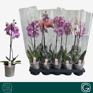 PHAL GEM 4 KL