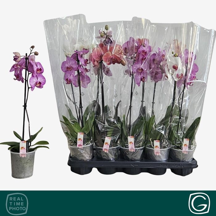 <h4>PHAL GEM 4 KL</h4>