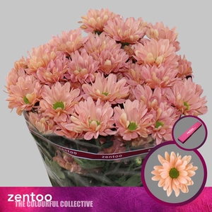 CHRYSANTHEMUM TR 'KATINKA SALMON'