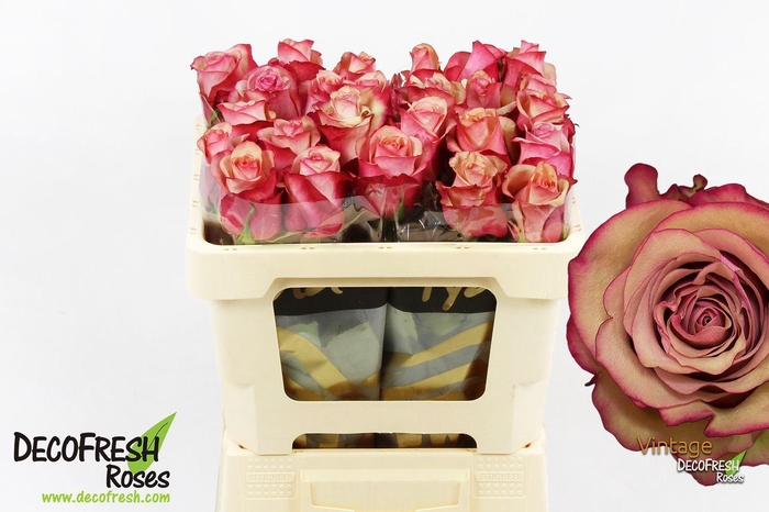 <h4>R Gr Vintage</h4>