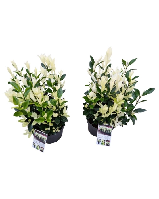 <h4>EUONYMUS JA HIMALAYA</h4>