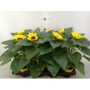 Helianthus an. 'Sunsation'