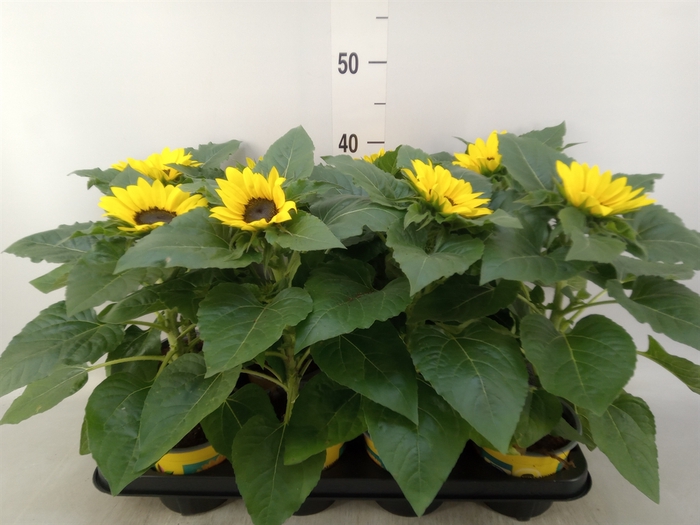 <h4>Helianthus an. 'Sunsation'</h4>