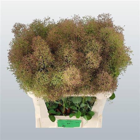<h4>Cotinus C M Gr Fountain</h4>