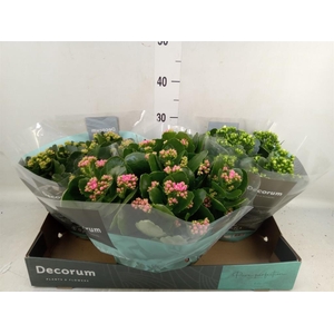 Kalanchoe blos.   ..rosebud mix  4