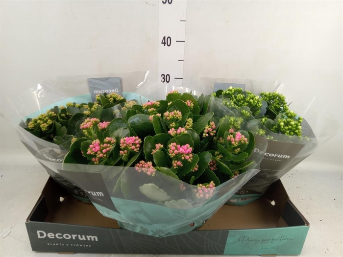 <h4>Kalanchoe blos.   ..rosebud mix  4</h4>