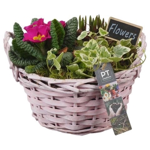 PTBM3856 Arrangementen Tuinplanten
