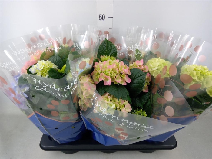 <h4>Hydrangea mac.   ...mix</h4>