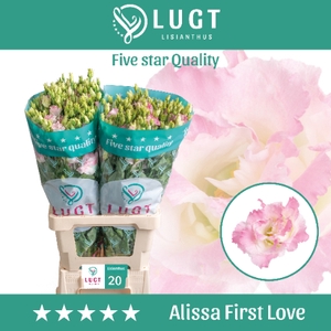 Lisianthus Alissa First Love 996