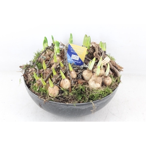 arr4 Bollenmix MB - Coupe black L x2