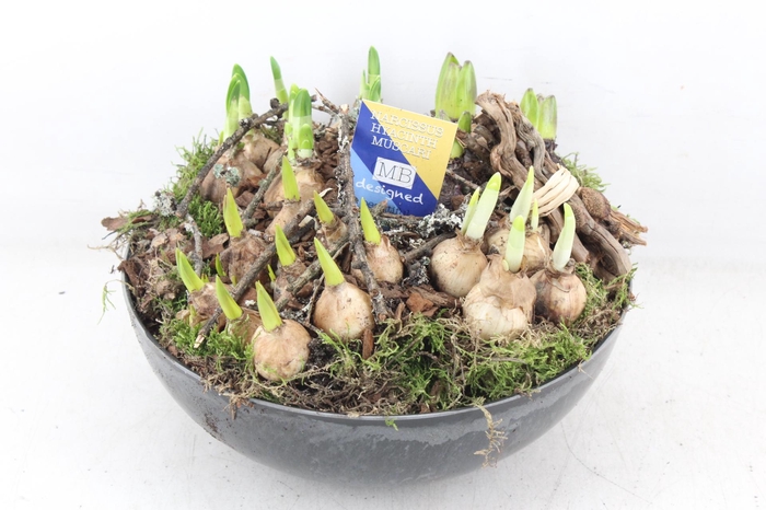 <h4>arr4 Bollenmix MB - Coupe black L x2</h4>