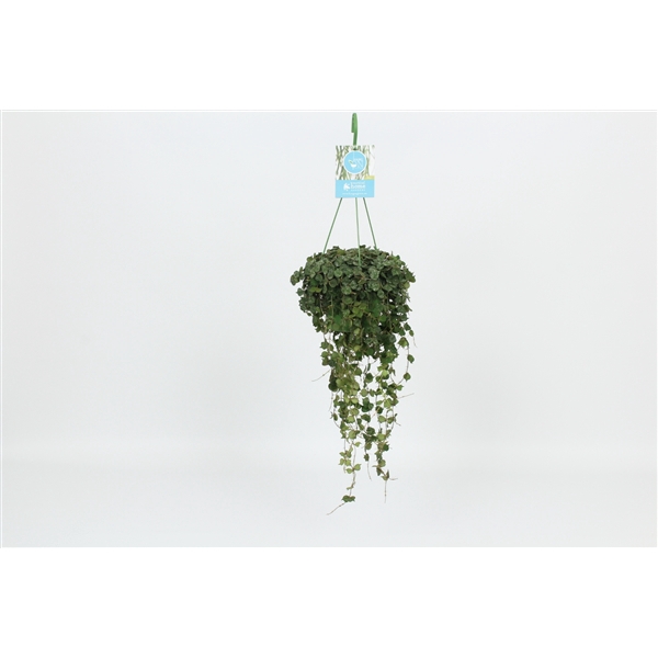 <h4>HangonGreen Hoya Curtisii 14 cm</h4>