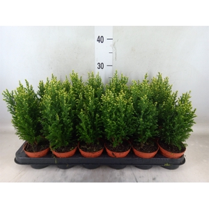 Chamaecyparis laws. 'Snow White'