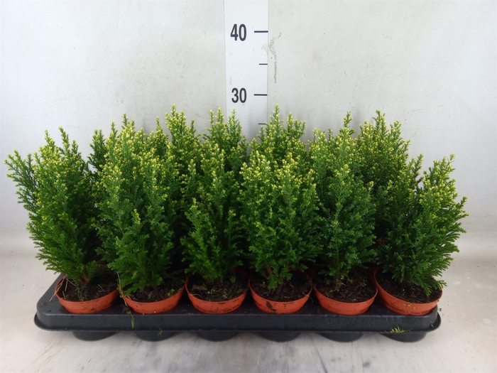 <h4>Chamaecyparis laws. 'Snow White'</h4>