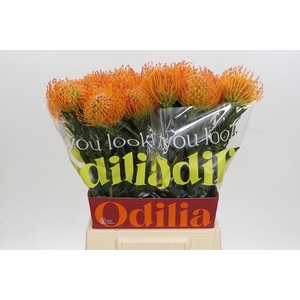 LEUC NUTANS AYOBA SUN