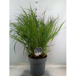 Panicum virgatum 'Warrior'