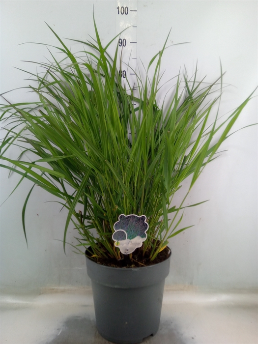 <h4>Panicum virgatum 'Warrior'</h4>