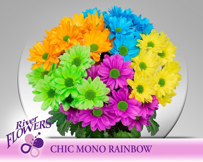 <h4>Chic Mono Rainbow 90 gram</h4>