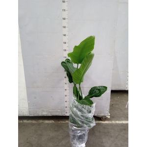 Strelitzia nicolai