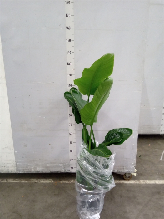 <h4>Strelitzia nicolai</h4>