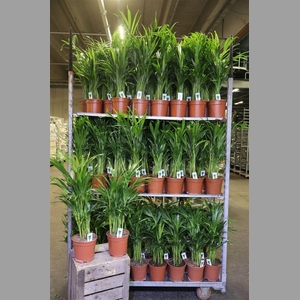 Dypsis Lutescens