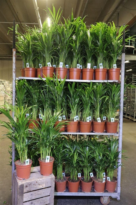 <h4>Dypsis Lutescens</h4>