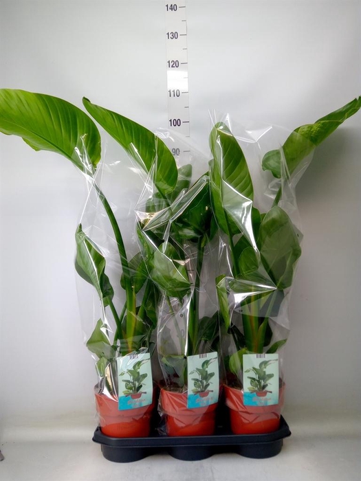 <h4>Strelitzia nicolai</h4>