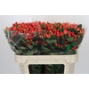 Hypericum Magical Royal Princess