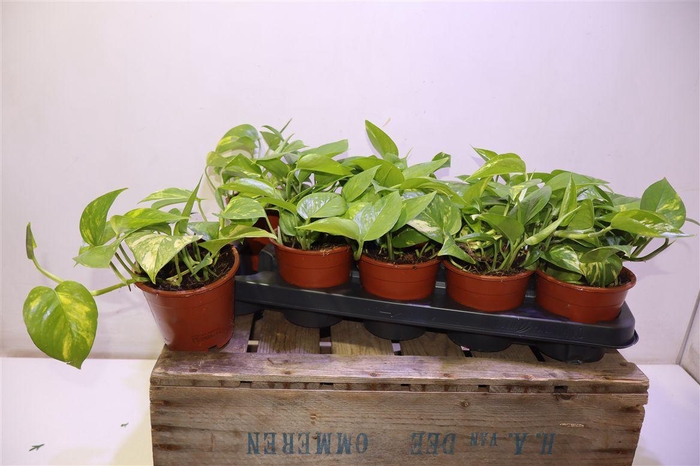 <h4>arr8 Epipr Aureum</h4>