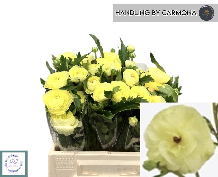 <h4>RAN N MODERNA LIMON</h4>