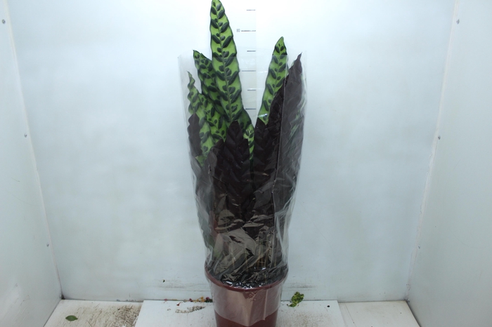 CALATHEA MEDALLION P23