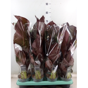 Ensete ventricosum 'Maurelii'