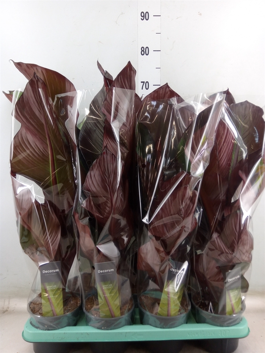 <h4>Ensete ventricosum 'Maurelii'</h4>