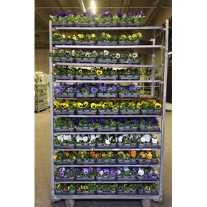 Vio F1 Hybr Mixk 1 Kleur Per Tray